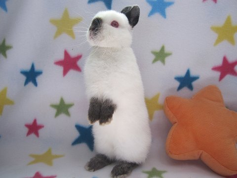 うさぎ専門店LOPLOPLAND-あかちゃんお譲り